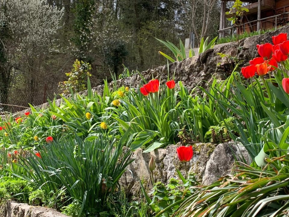 Spring, Garden, Garden
