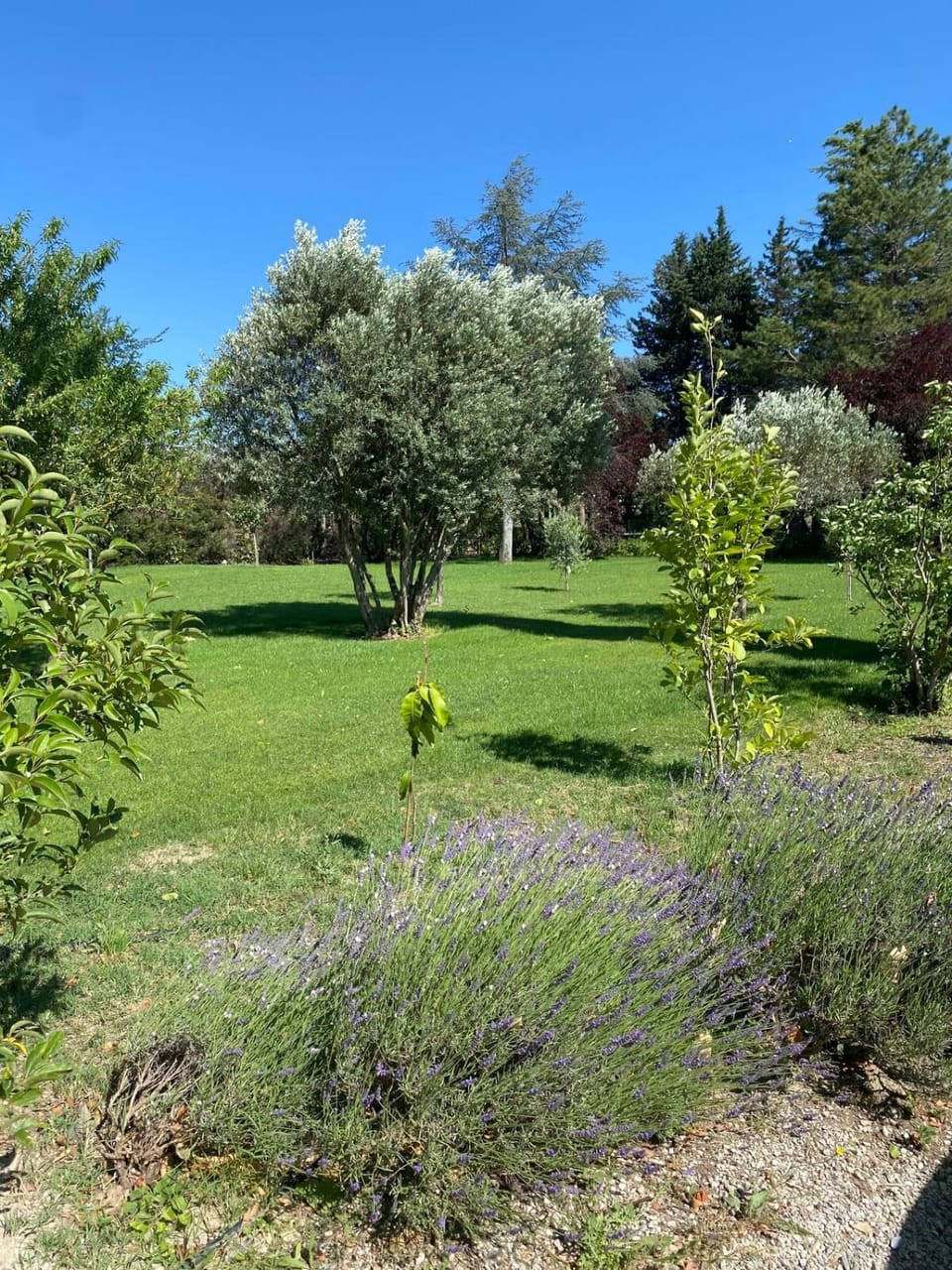 Spring, Day, Natural landscape, Garden, Garden view