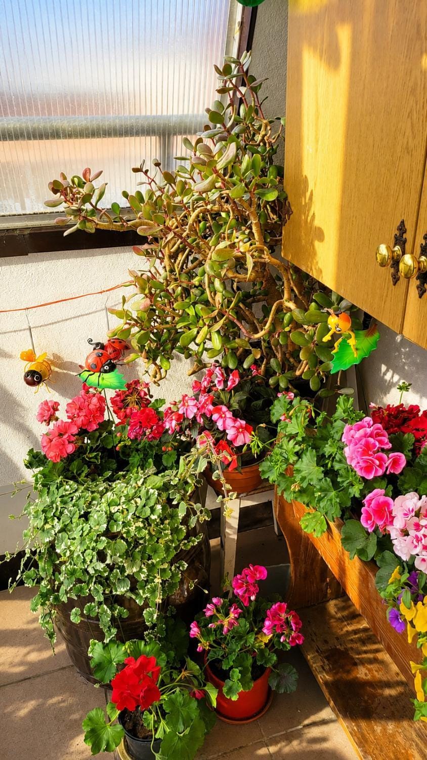 Balcony/Terrace