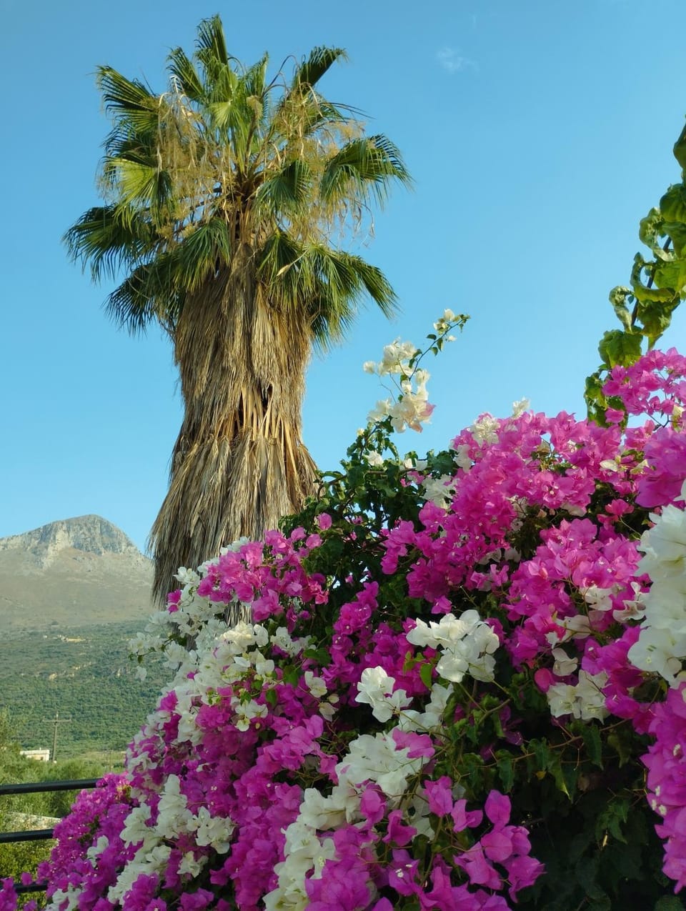 Natural landscape, Garden, Mountain view