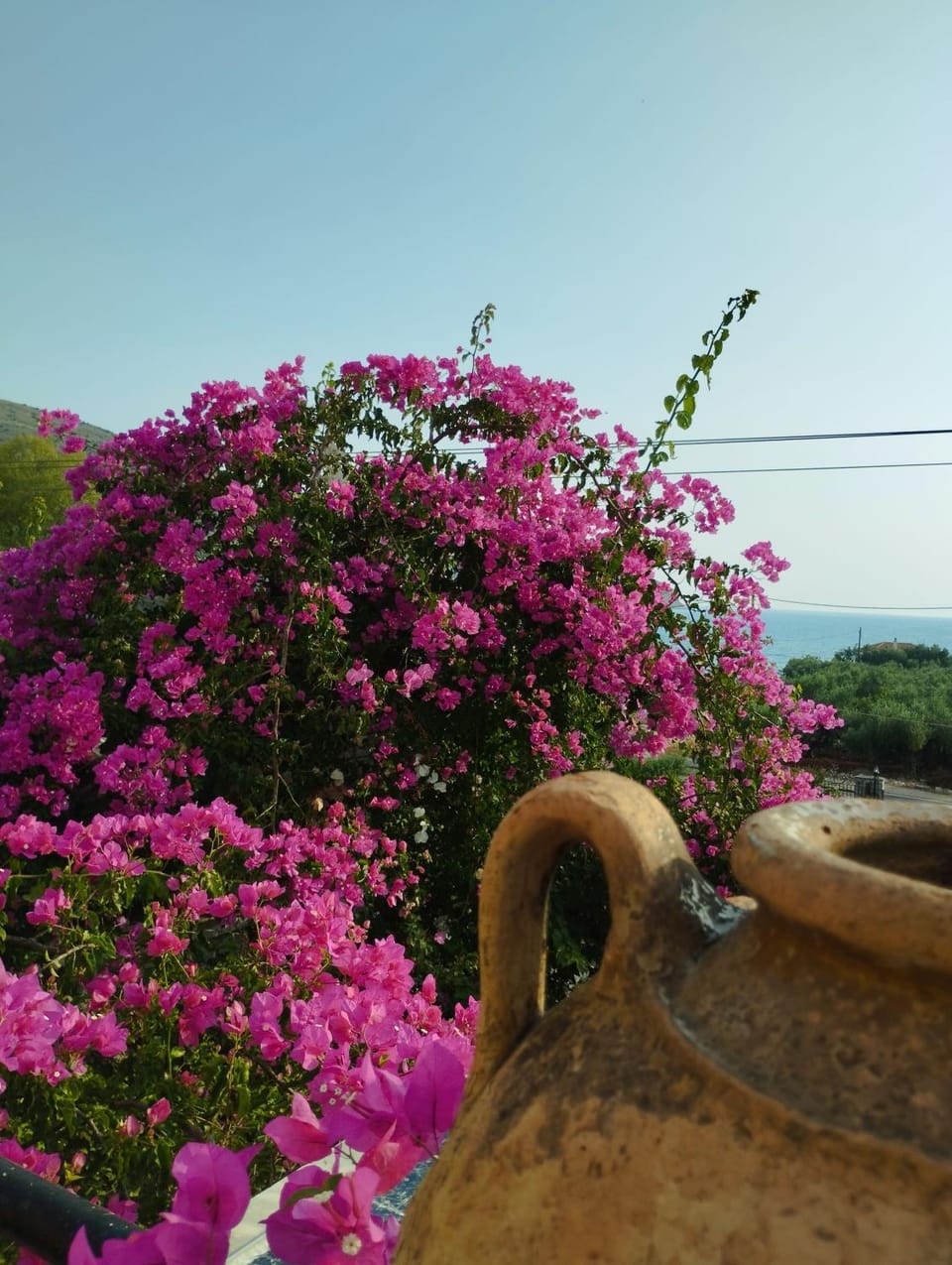 Natural landscape, Garden, Garden