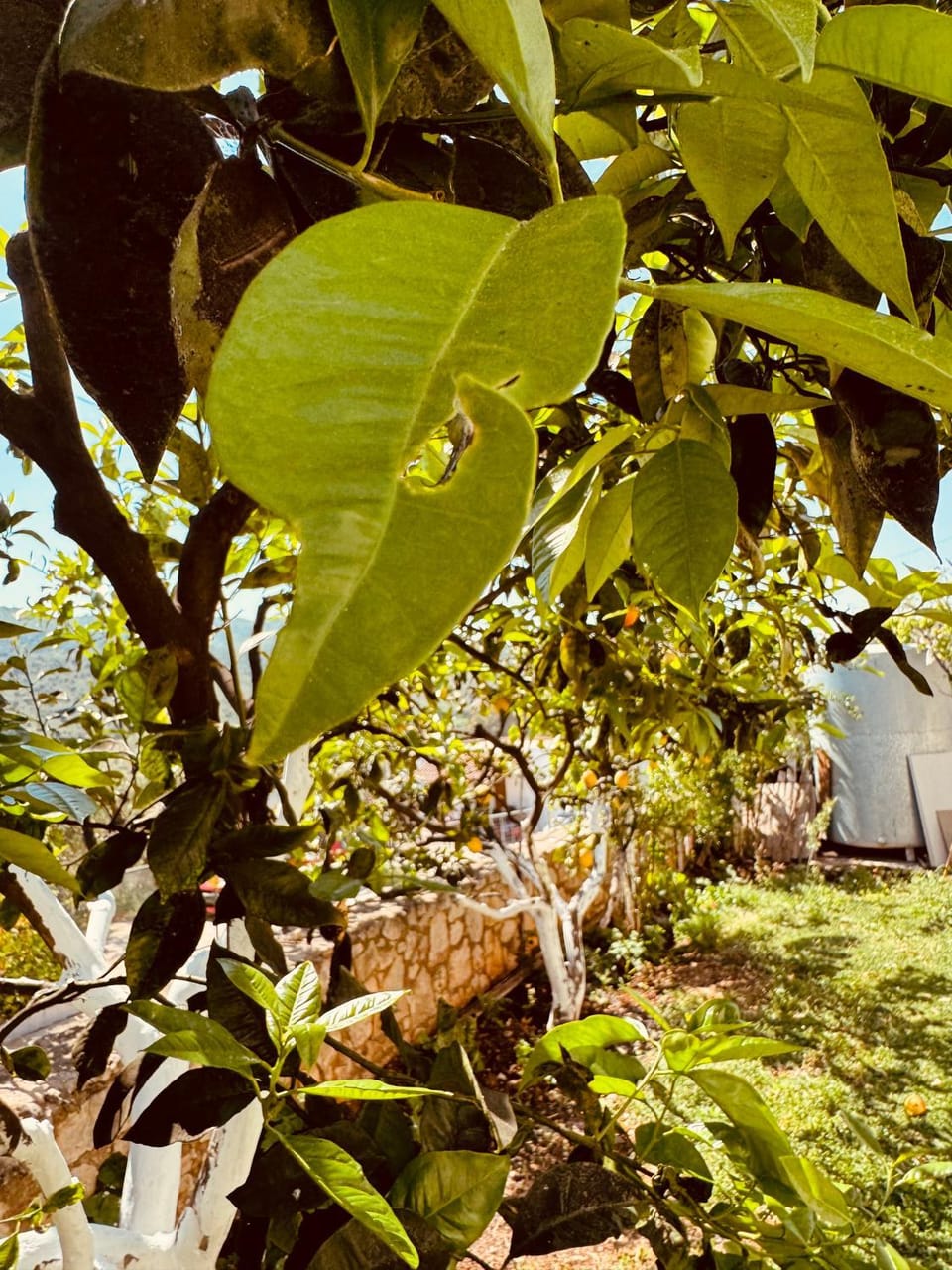 Property building, Garden, Garden view