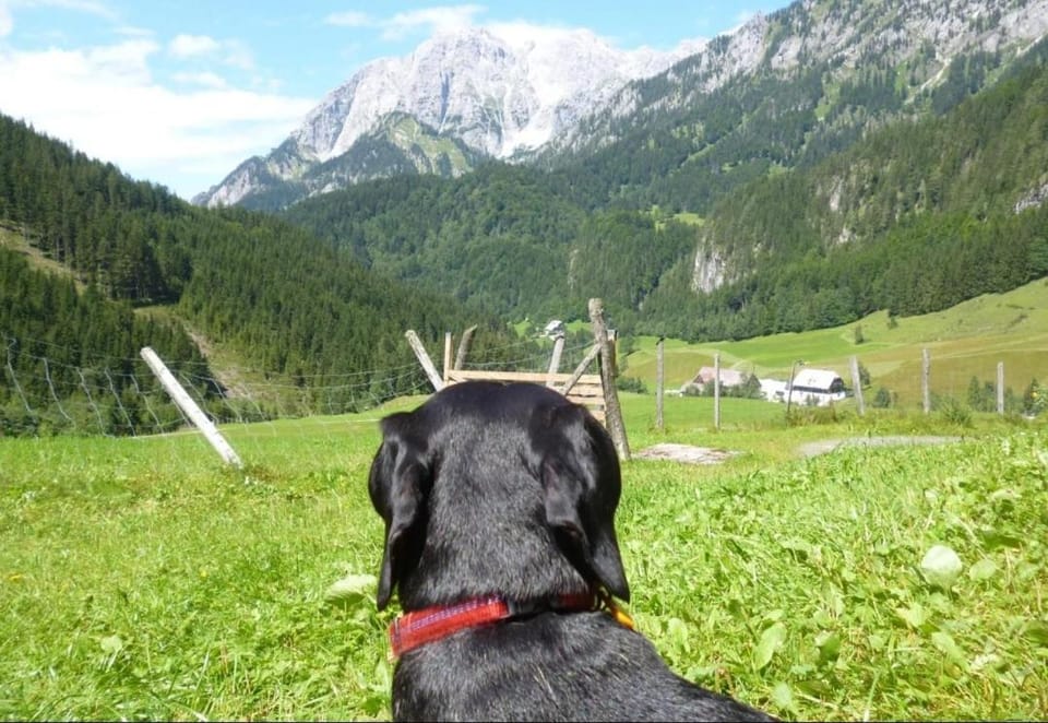 Property building, Natural landscape, Pets, Mountain view