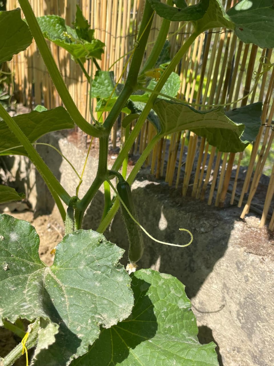 The Doctor's house - Το σπίτι του γιατρού House in Euboea