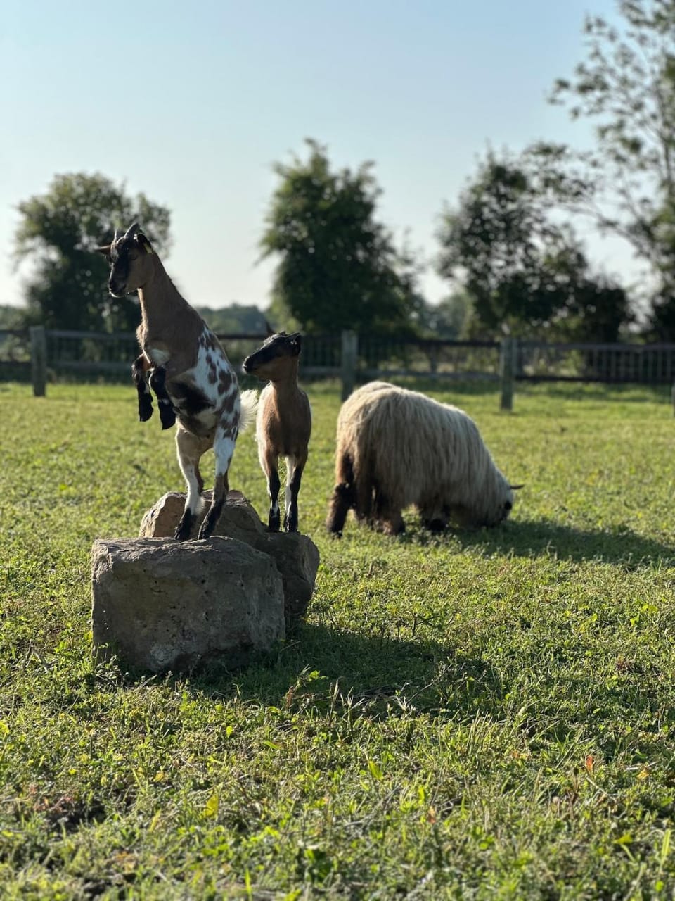 Animals