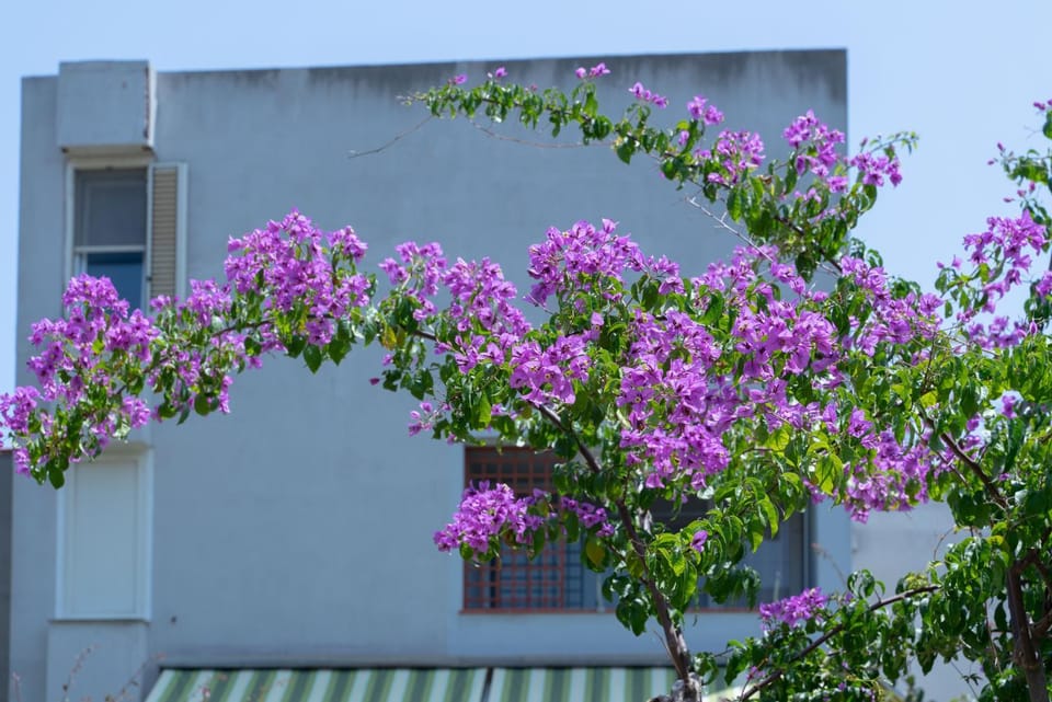 Day, Garden, Garden view