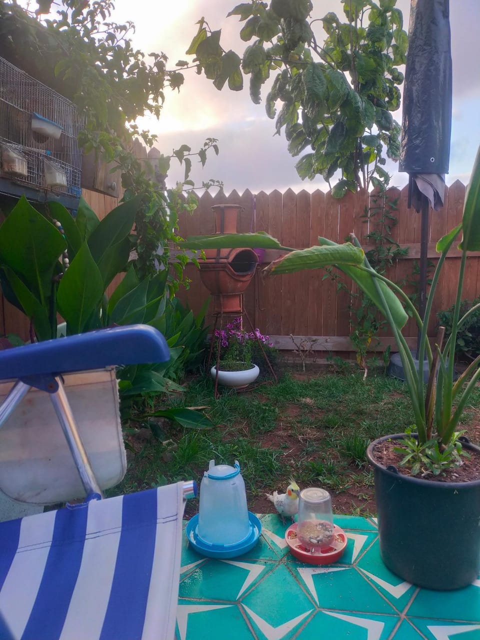 Garden