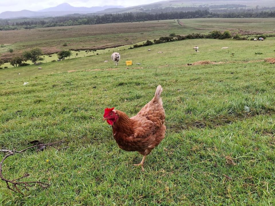 Wooly Huts Grey Apartment in County Mayo