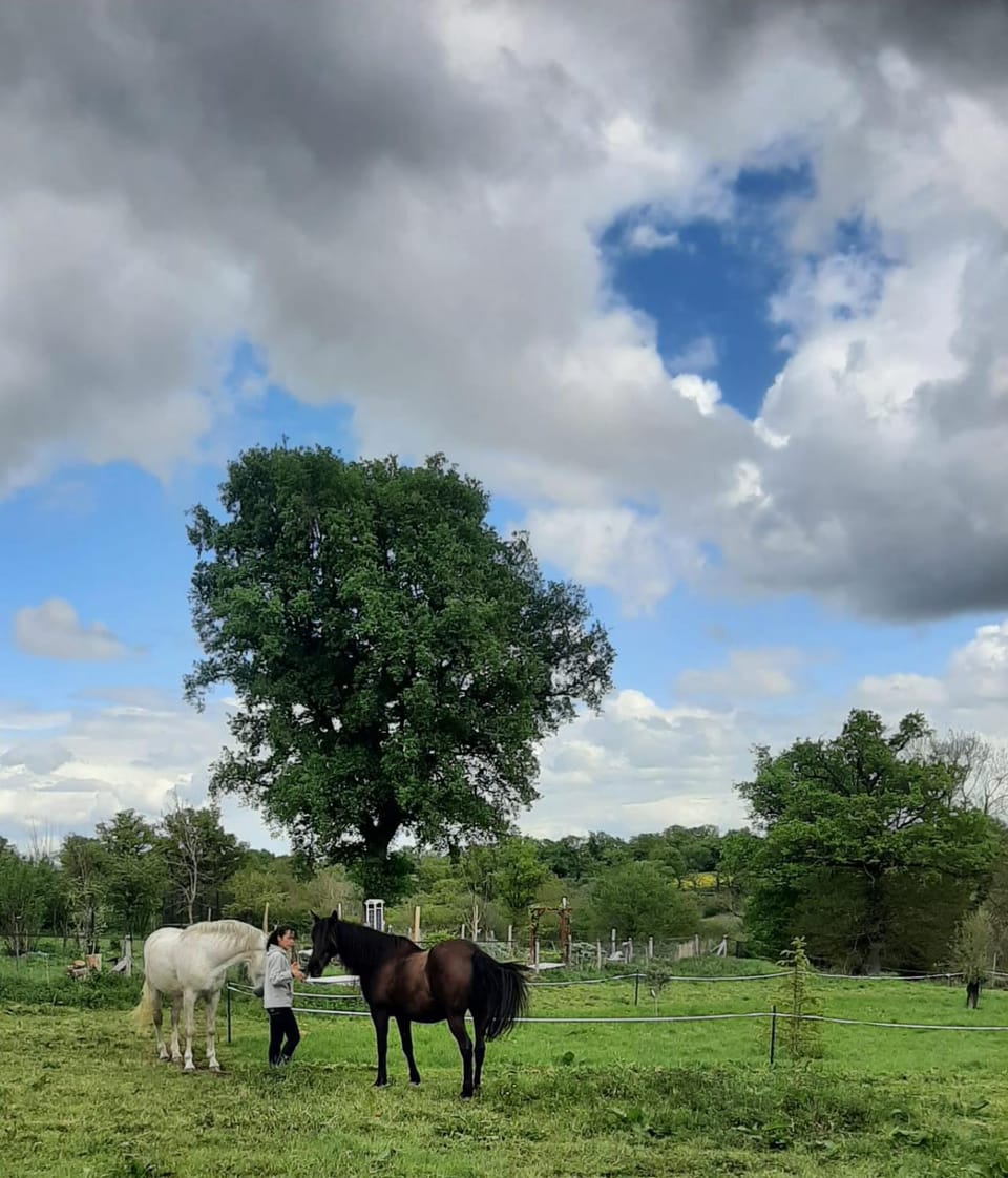 Animals
