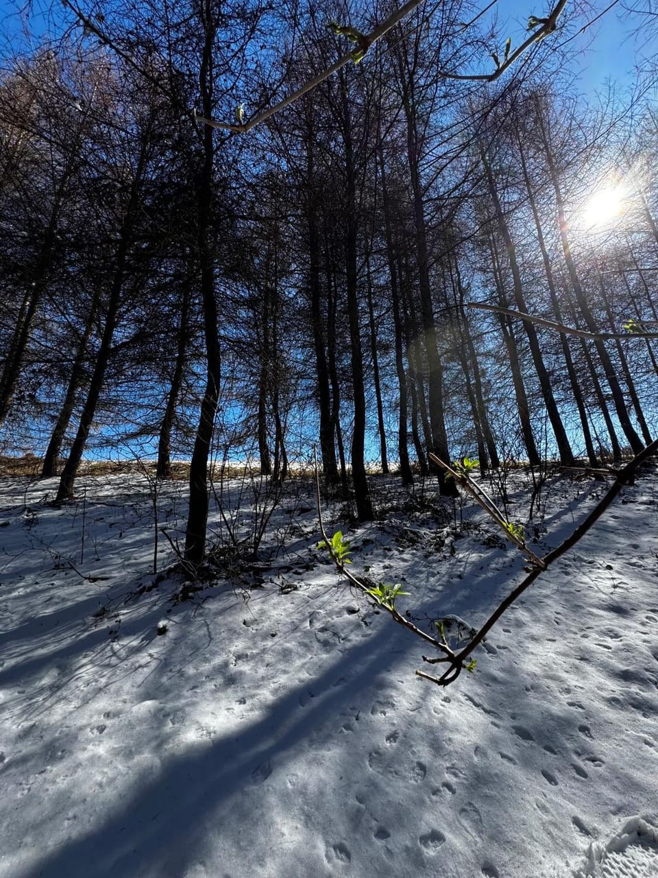 Winter