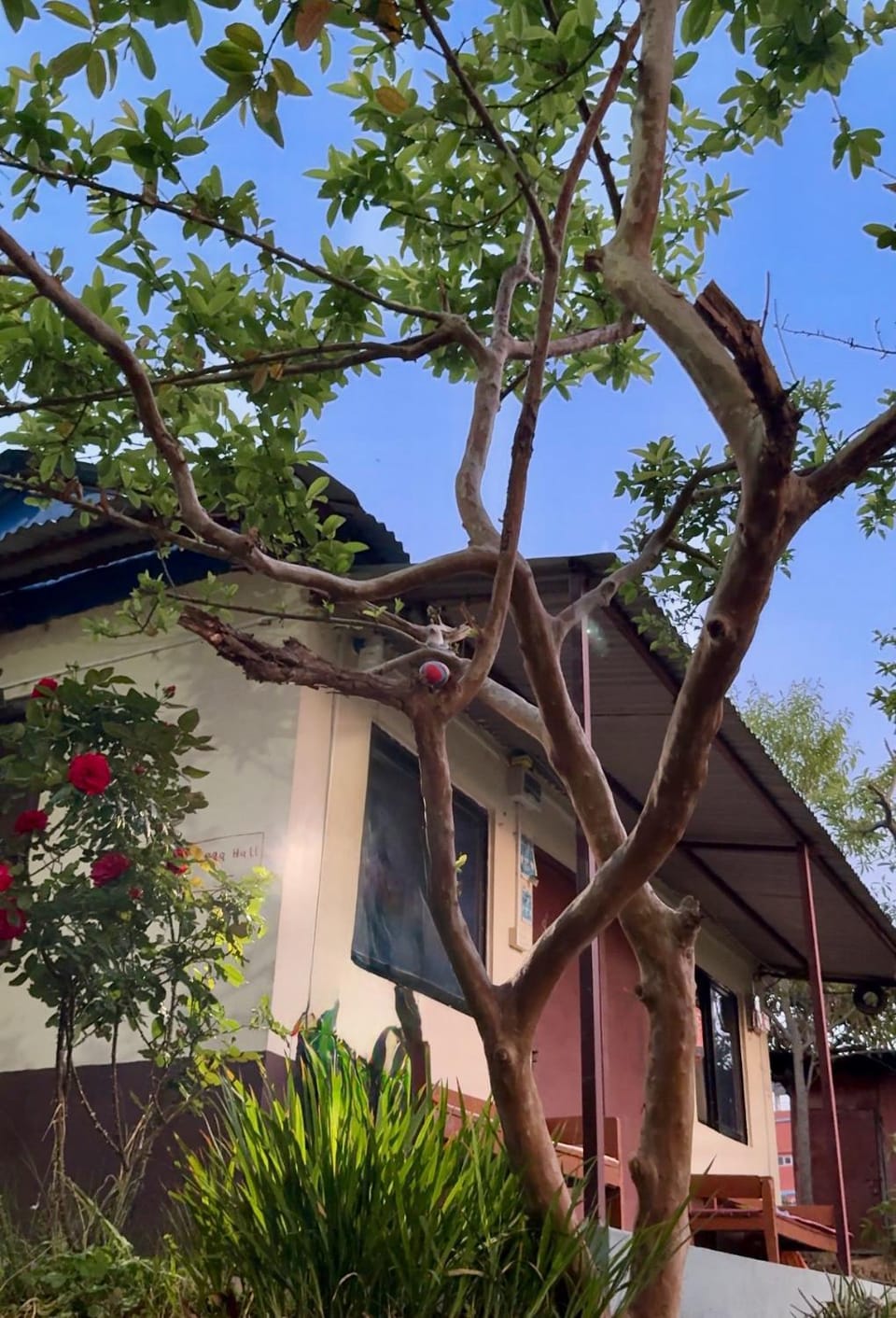 Property building, Garden