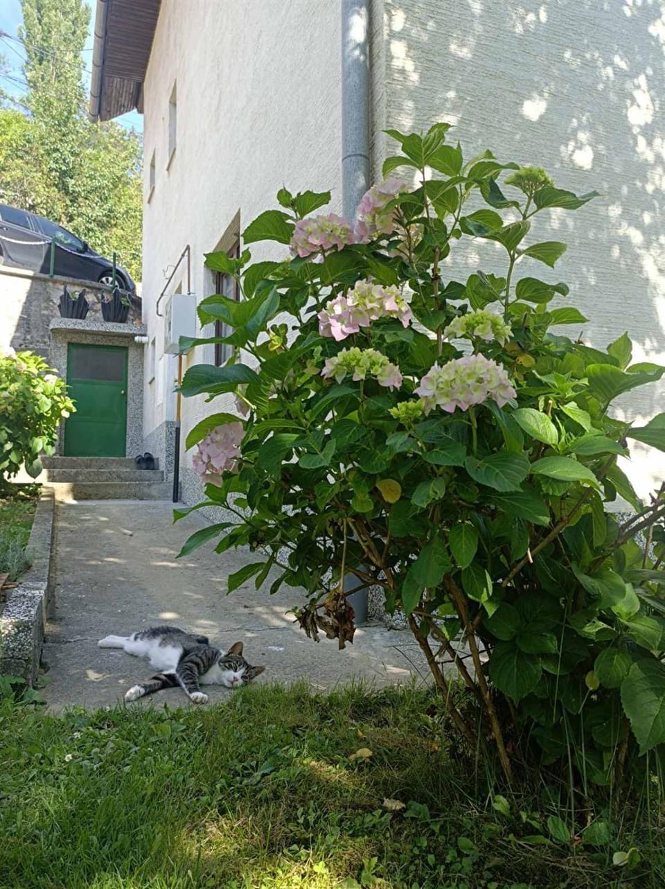 Property building, Day, Garden