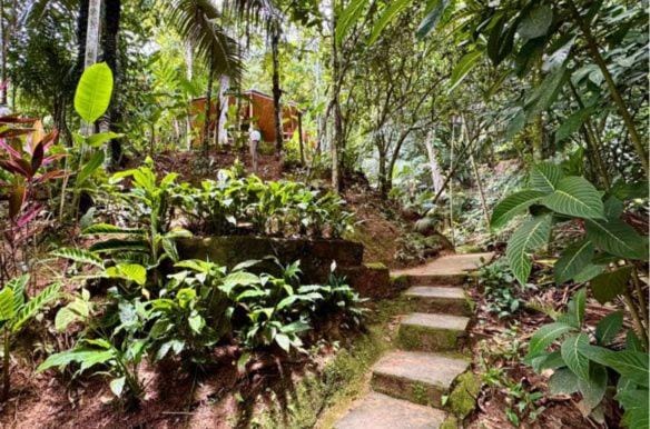 Natural landscape, Garden, Hiking