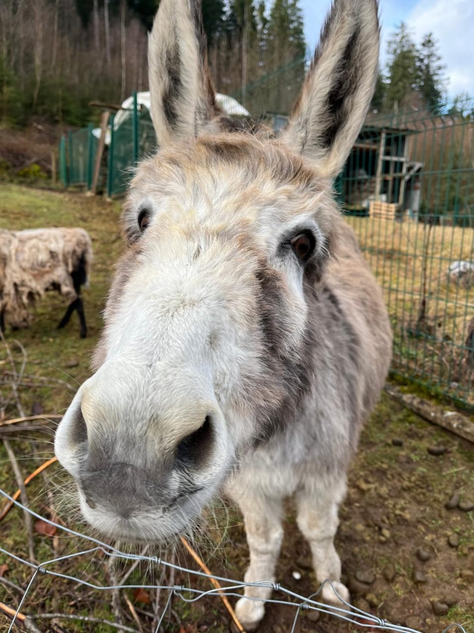 les biches du saut des cuves Chalet in Xonrupt-Longemer