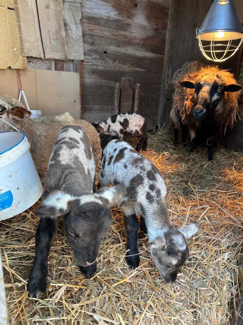 les biches du saut des cuves Chalet in Xonrupt-Longemer
