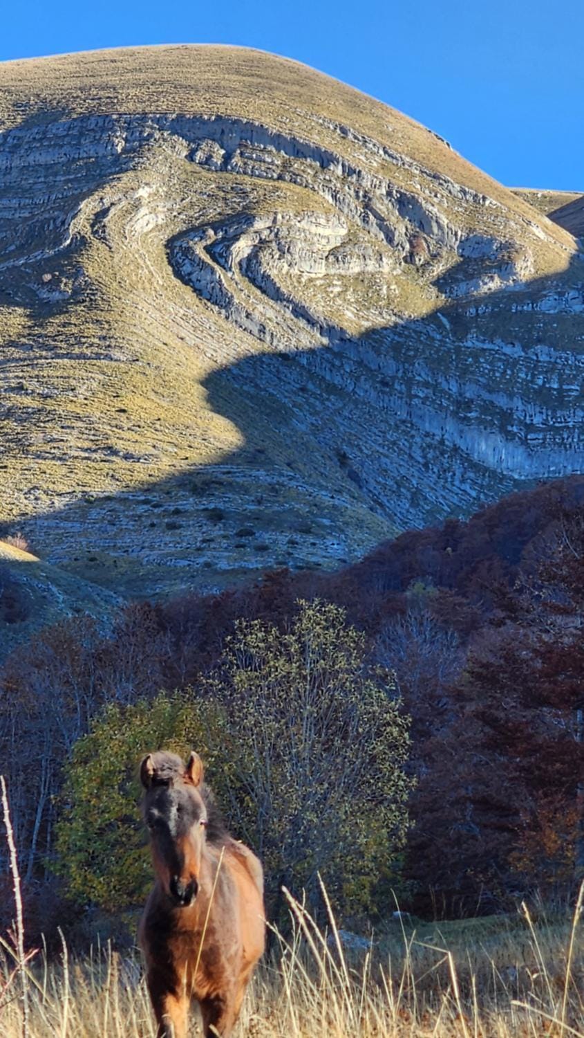Natural landscape, Animals, Mountain view