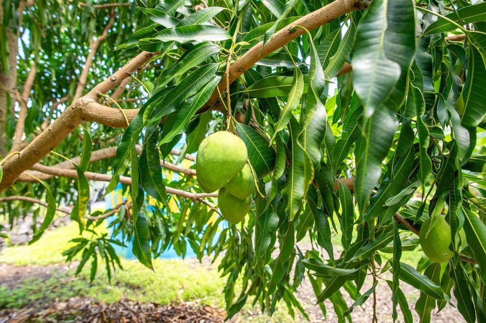 Spring, Day, Natural landscape, Garden, Other, Garden view