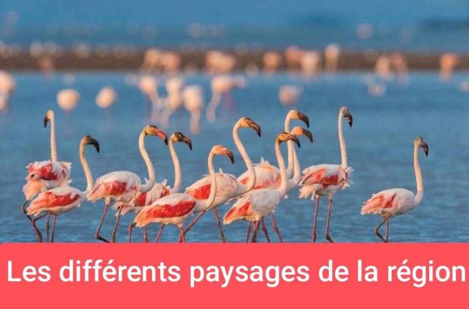 MONTPELLIER van aménagé SANS WC SANITAIRE ET CUISINE, JUSTE POUR DÉPANNER quelques nuits, PRÉVOIR UNE BATTERIE EXTERNE POUR LES TÉLÉPHONES MERCI DE BIEN LIRE LE DESCRIPTIF Luxury tent in Montpellier