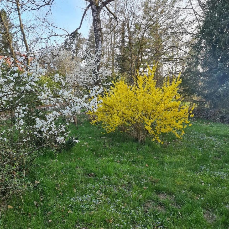 Spring, Natural landscape, Garden, Garden view