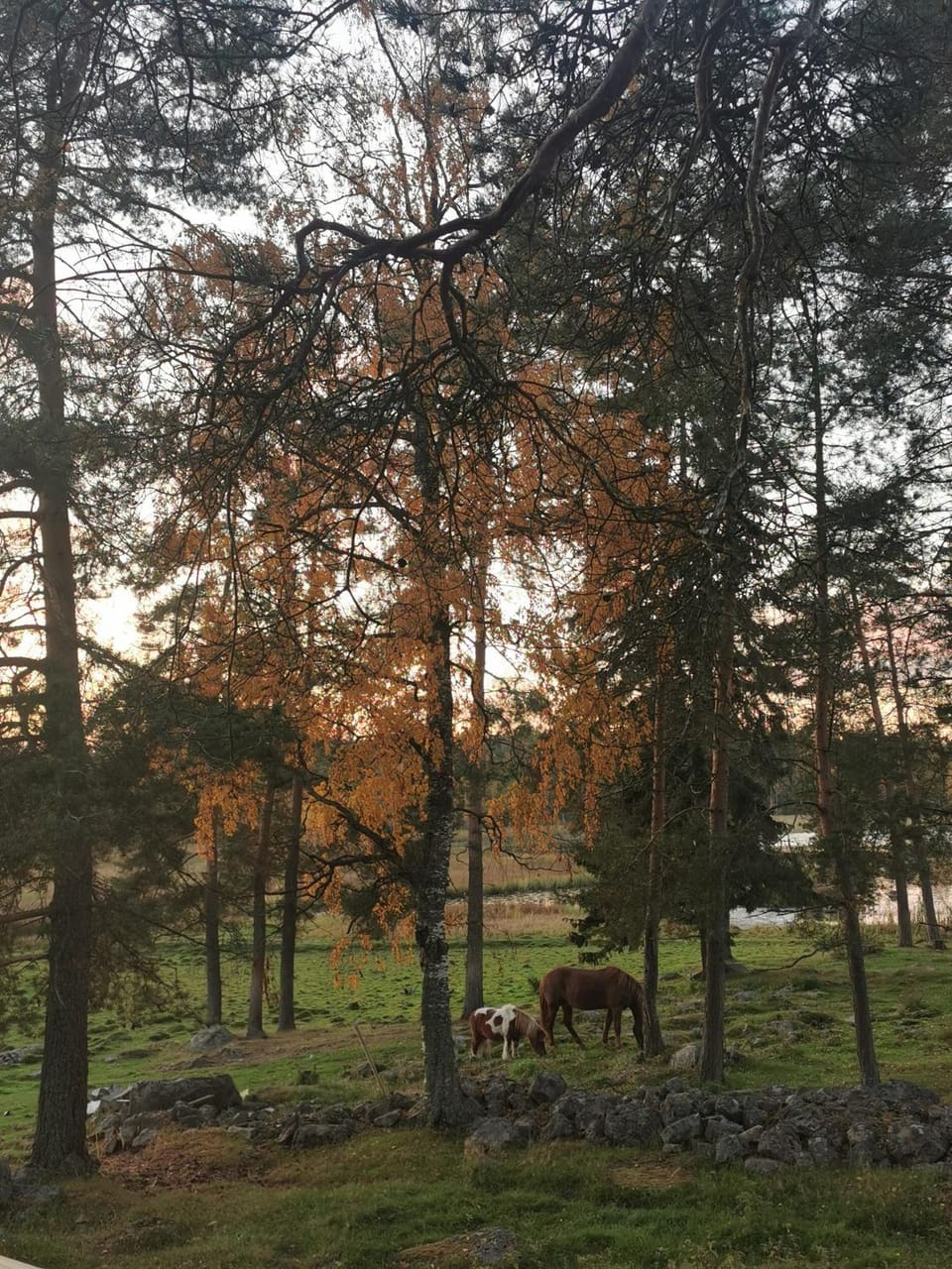 Natural landscape
