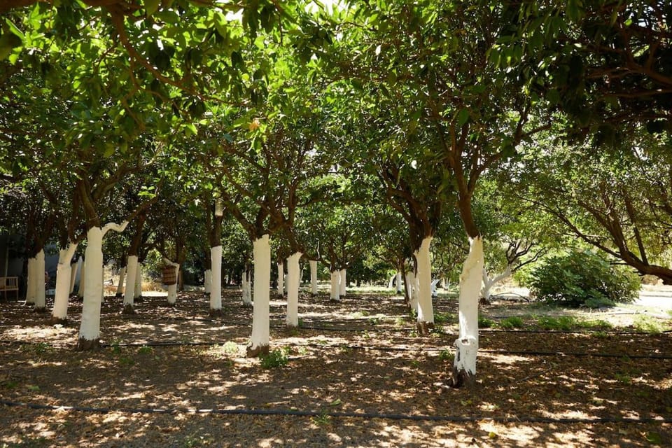 Kampos Mansion 1 Apartment in Decentralized Administration of the Aegean