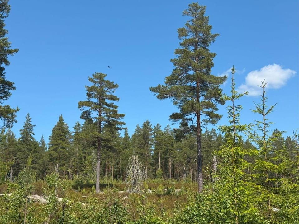 Natur pur im Tipi -Dein Rückzugsort in Schwedens Wildnis Luxury tent in Sweden