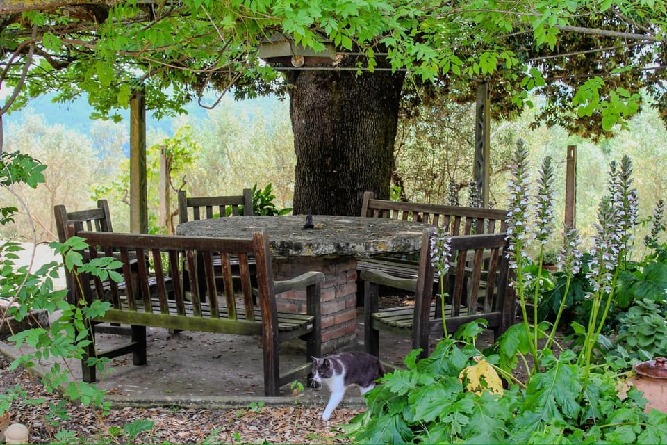 Garden view