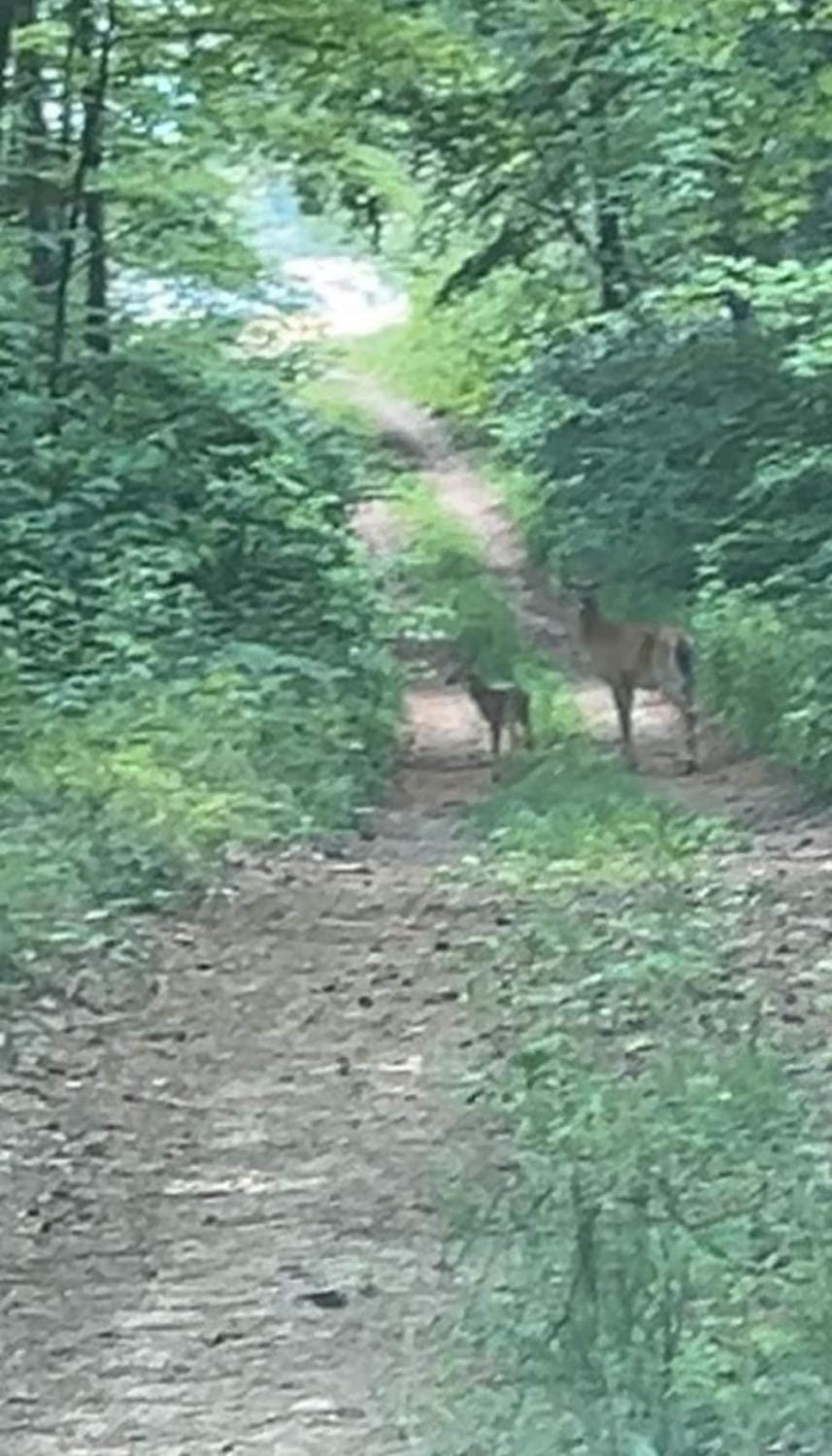 Cozy Woodland Bunkie Outdoor Shower WiFi House in Lake Erie