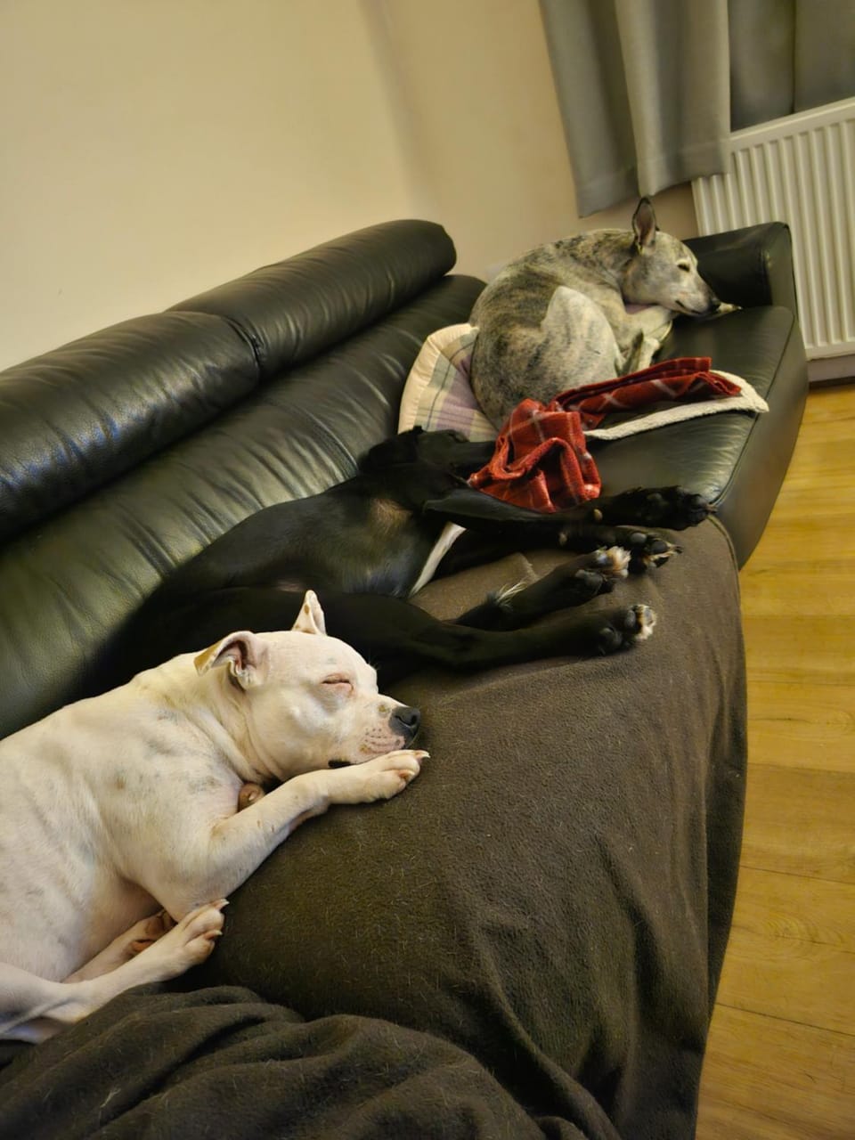 Shalom, in Saundersfoot, near the sea Vacation rental in Saundersfoot