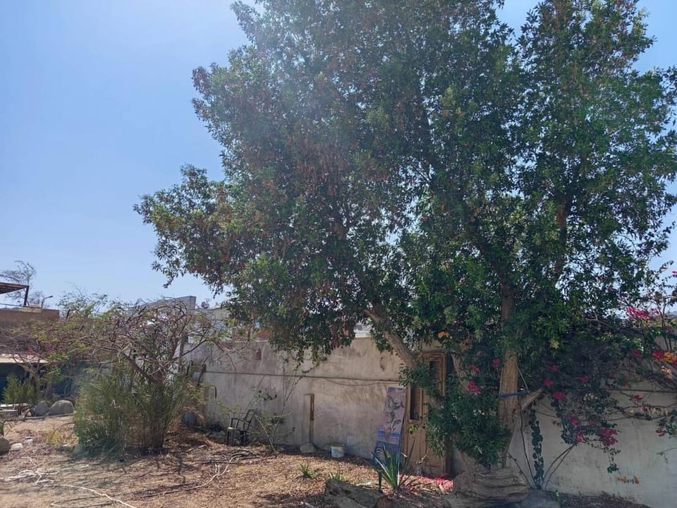 Garden, Garden
