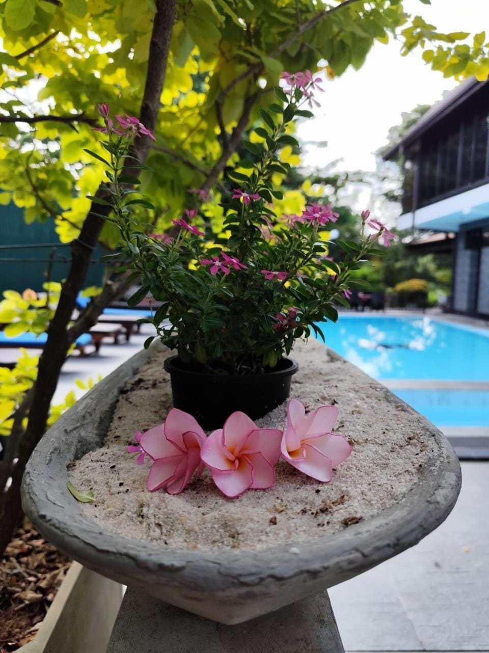 Spring, Day, Garden, Garden view, Pool view, Swimming pool