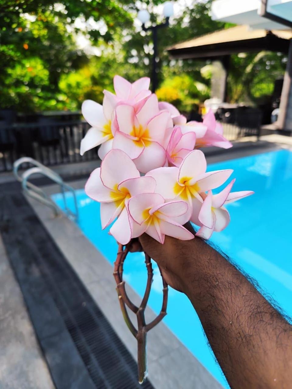 Spring, Day, Garden, Garden view, Pool view, Swimming pool