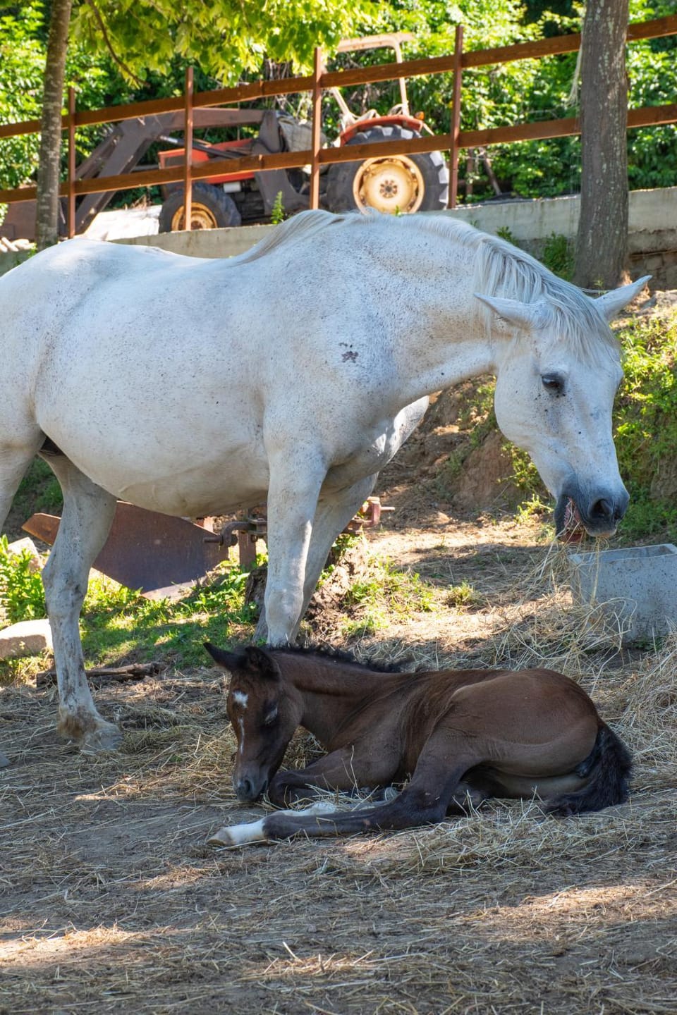 Il Ranch Country House B&B Bed and Breakfast in Anagni