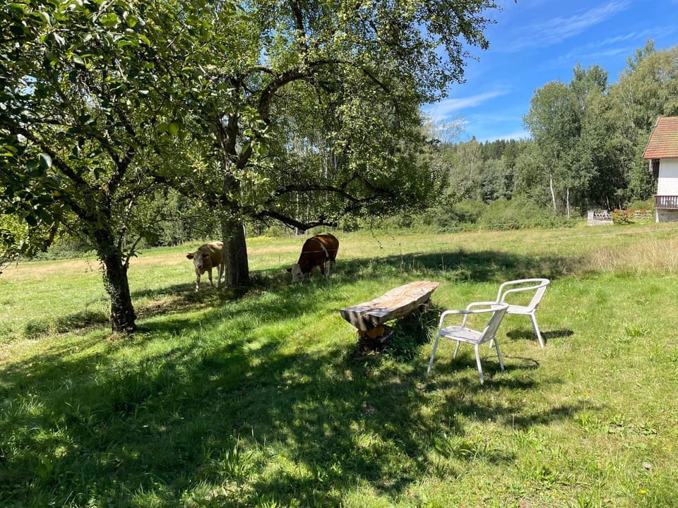 Spring, Day, Garden view