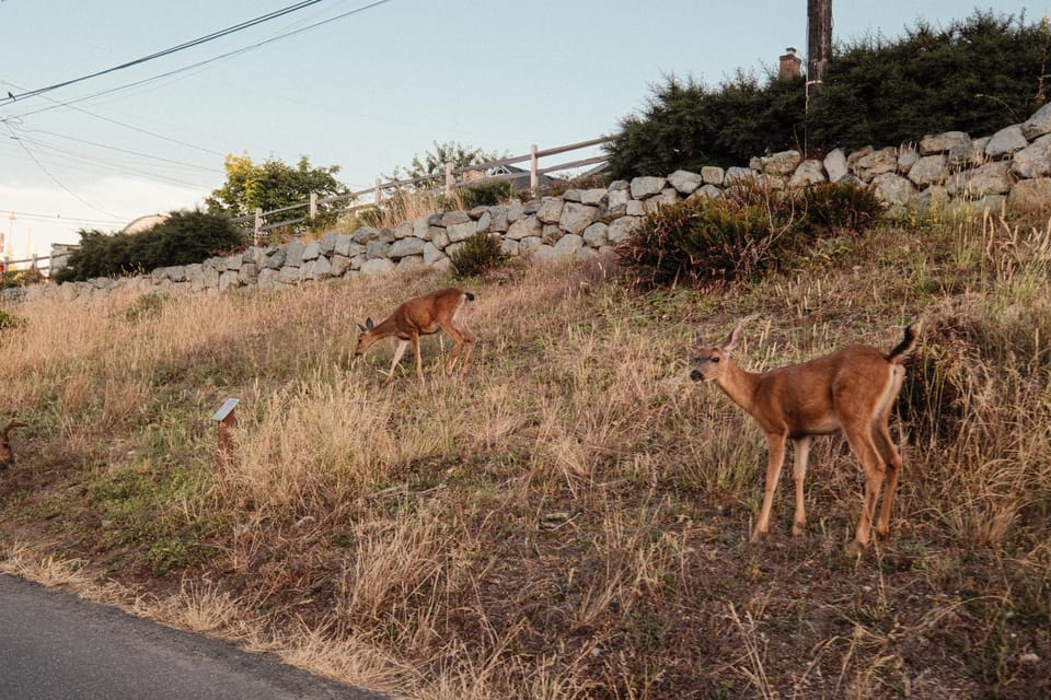 Day, Animals