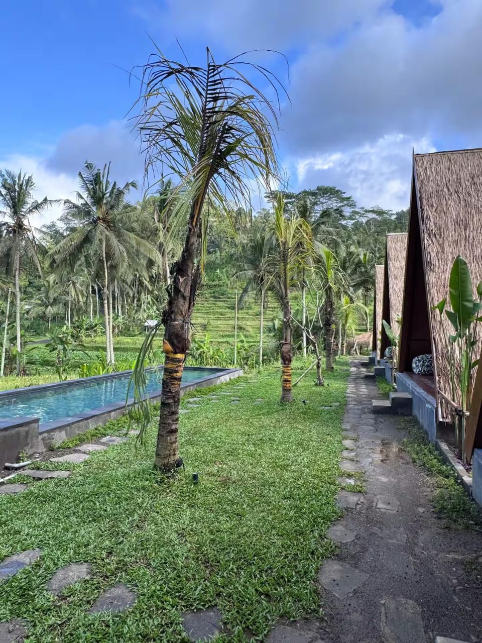 Natural landscape, Garden, Garden, Garden view, Pool view, Swimming pool, Swimming pool