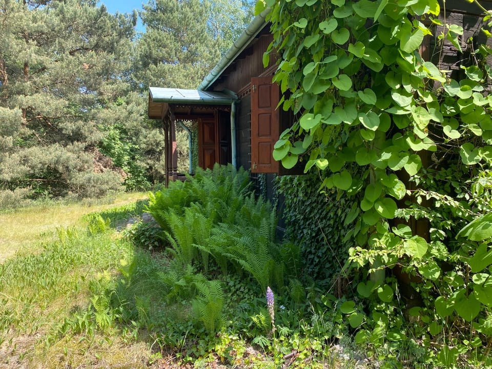 Chata w Mchu i Paprociach House in Masovian Voivodeship