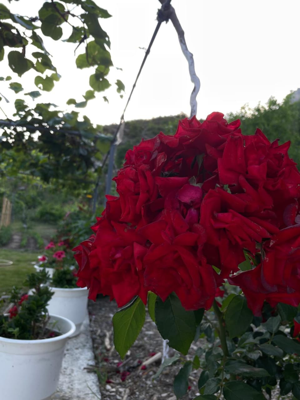 Guesthouse Camping the peaceful of Koman House in Europe