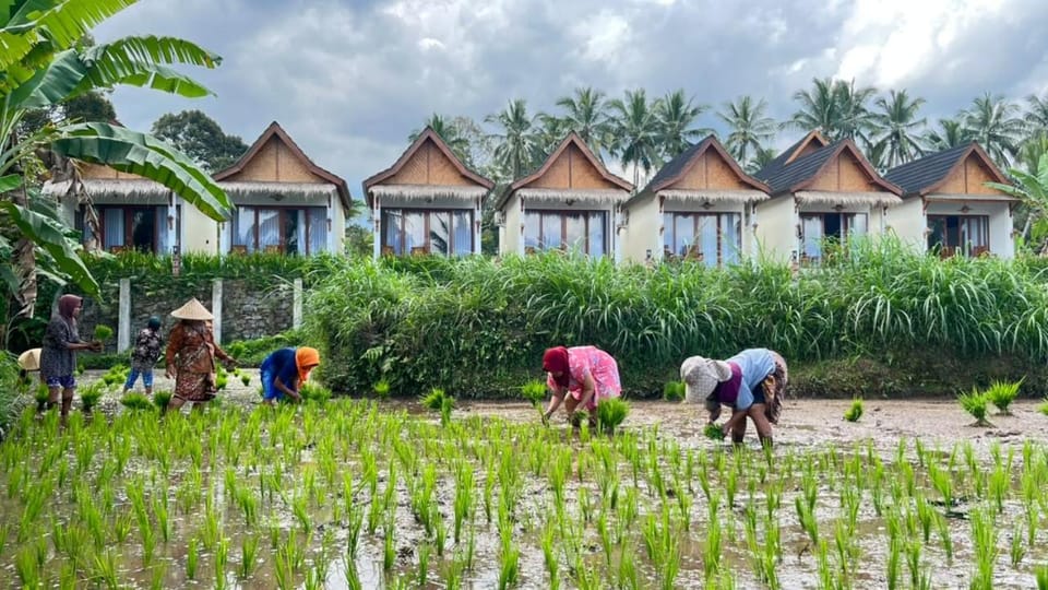 Rice Terrace Bungalows Bed and Breakfast in West Nusa Tenggara, Indonesia