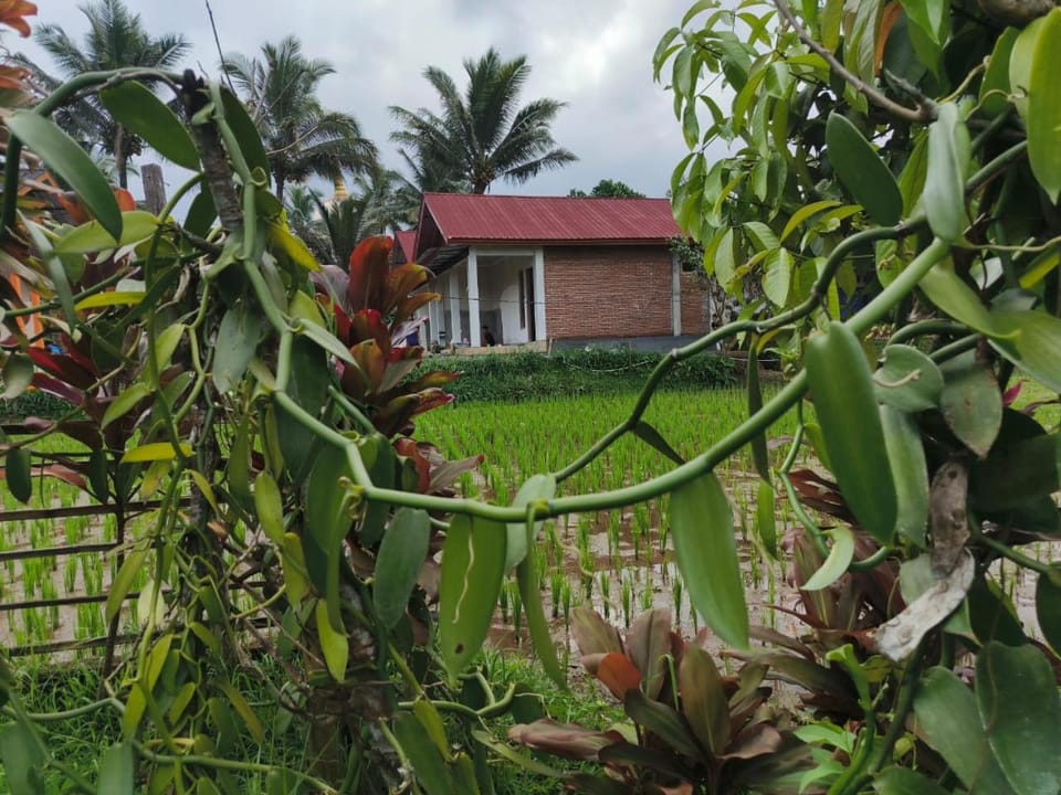 Property building, Garden