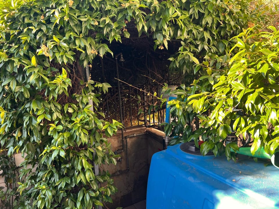 Garden view
