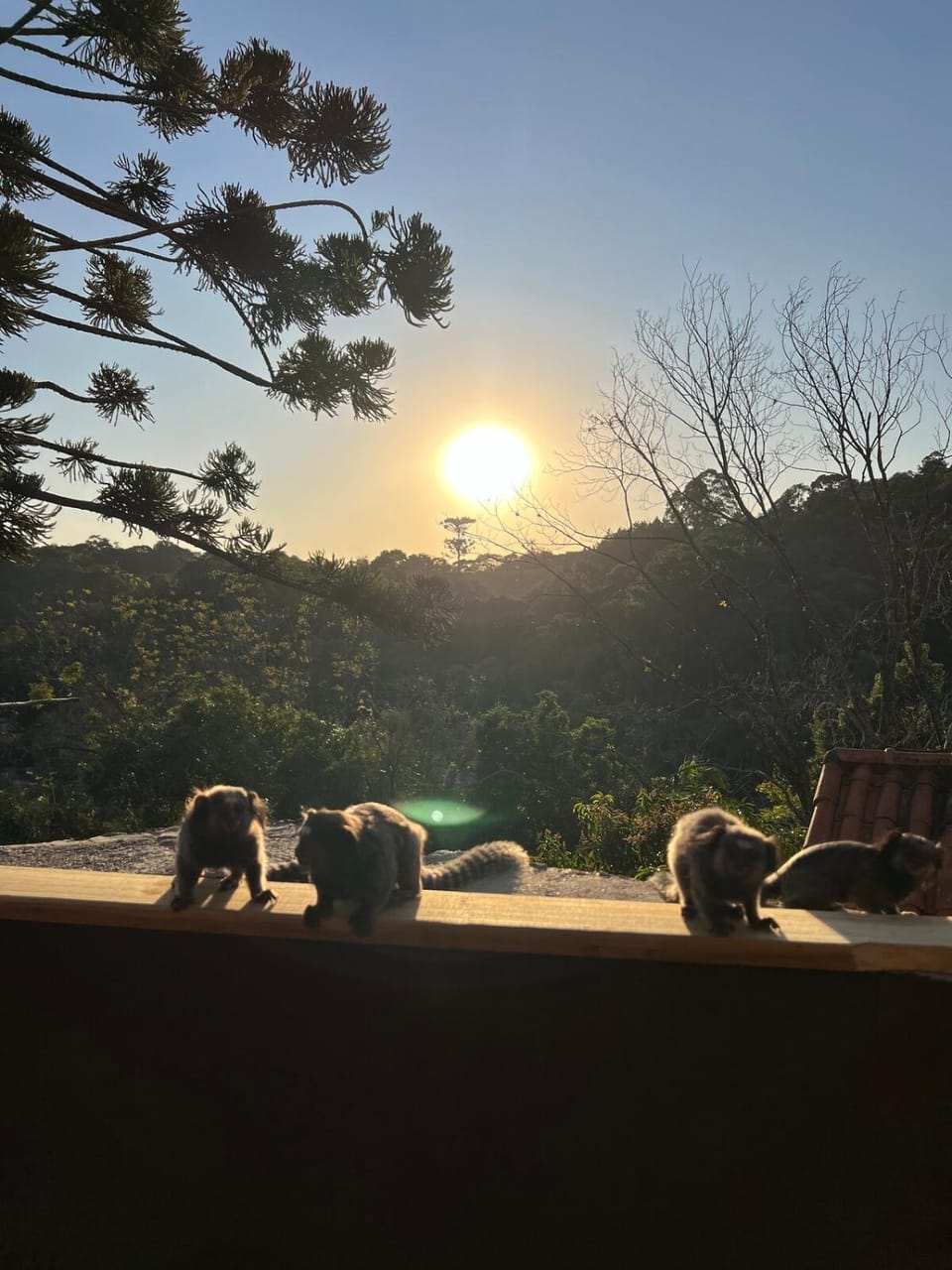 Loft in the Woods in São Roque! Chalet in State of São Paulo