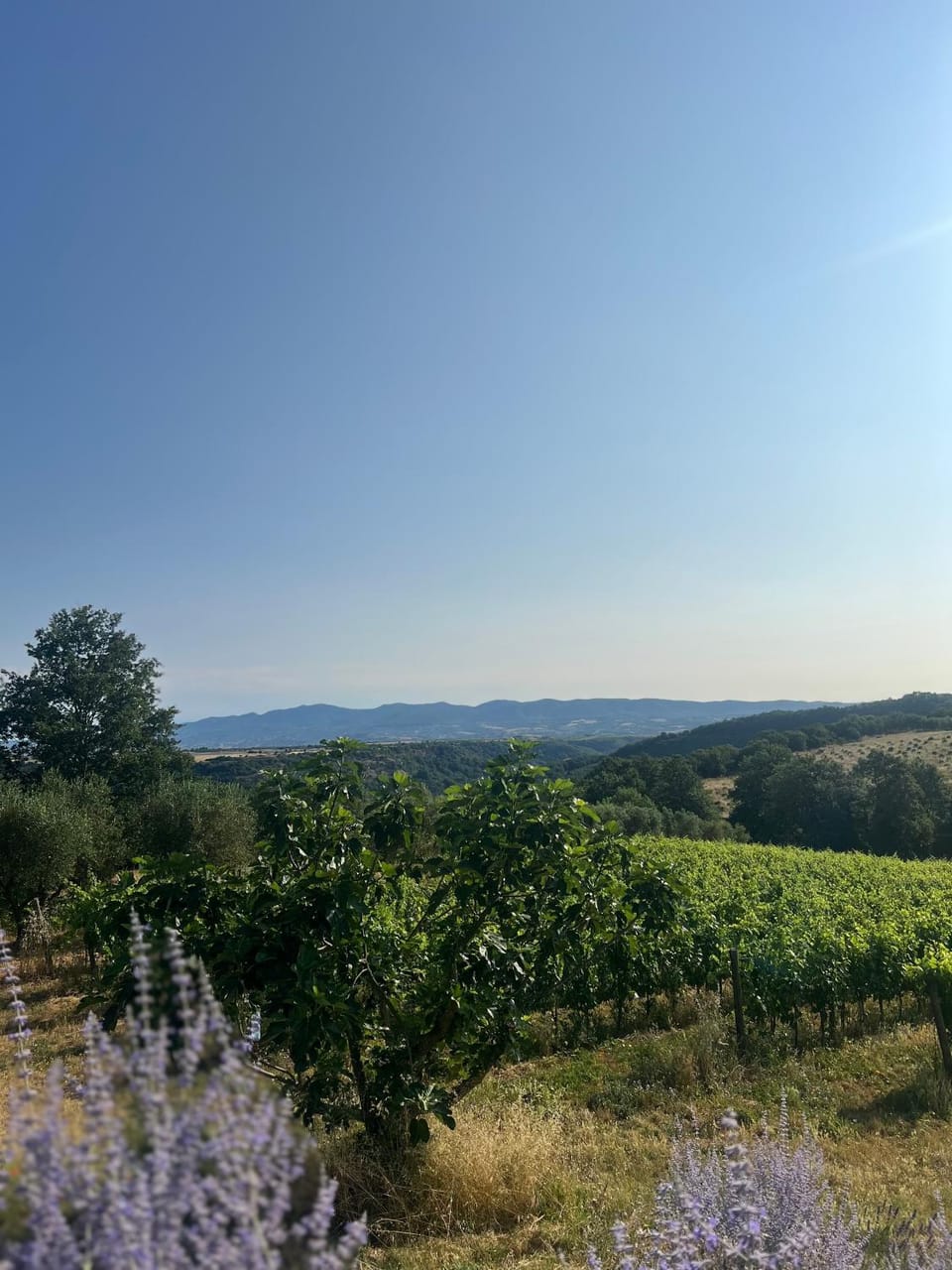 Natural landscape