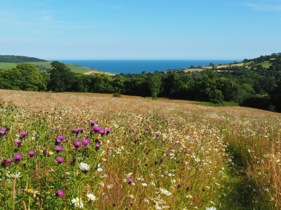 Garden view, Sea view