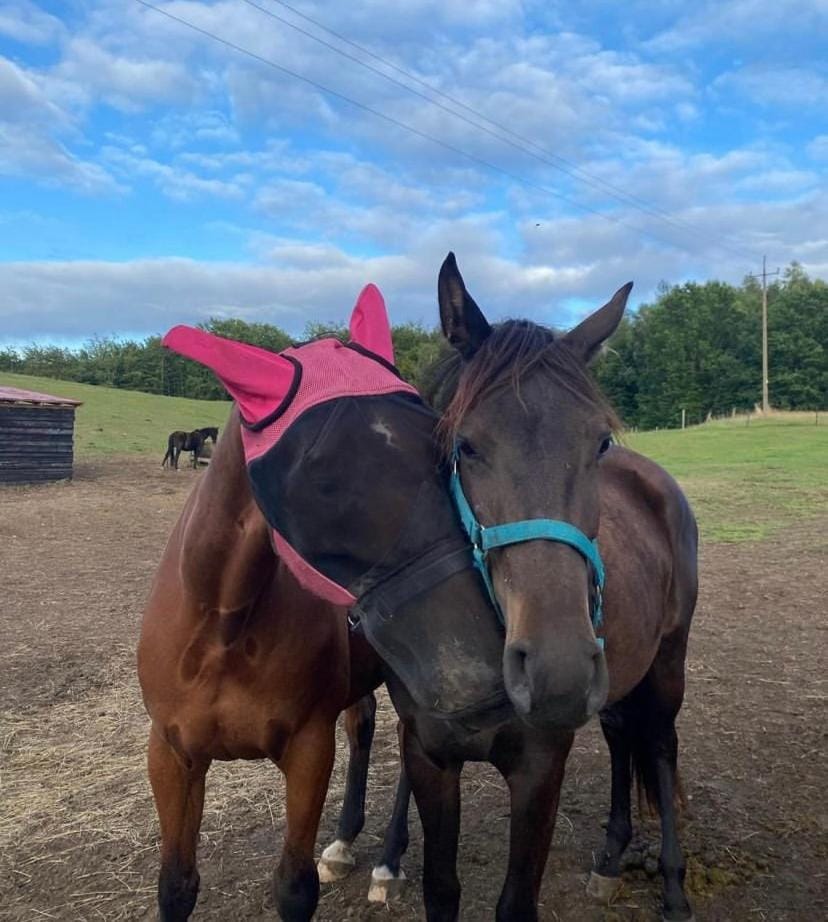 Horse-riding, Animals