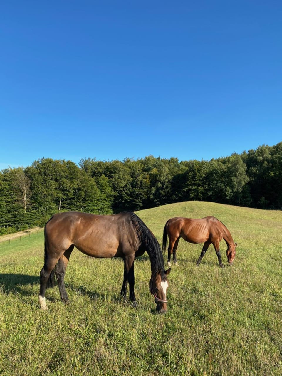 Horse-riding, Animals