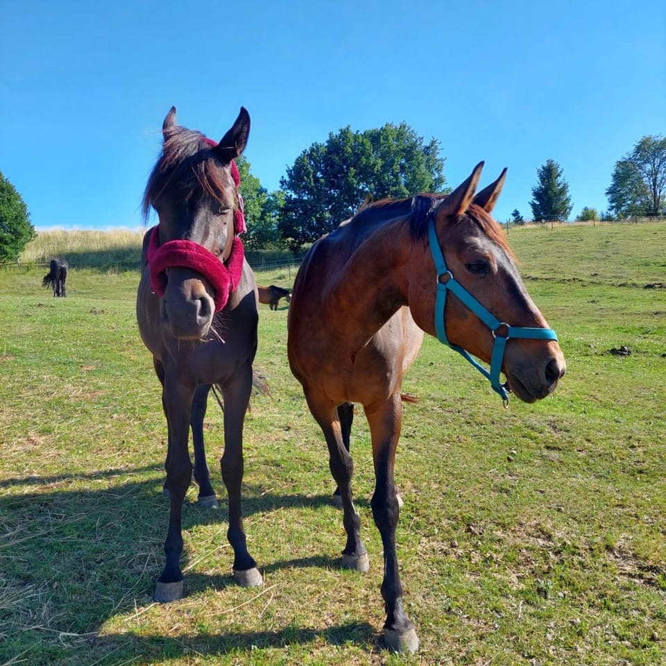 Horse-riding, Animals