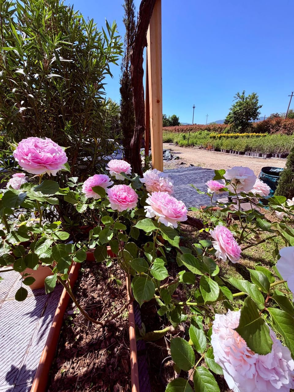 Spring, Garden, Garden view