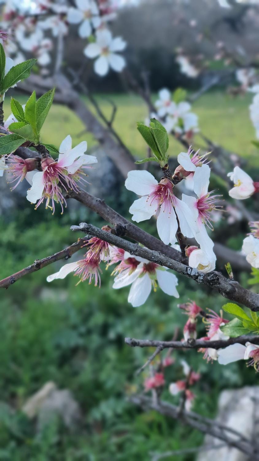 Spring