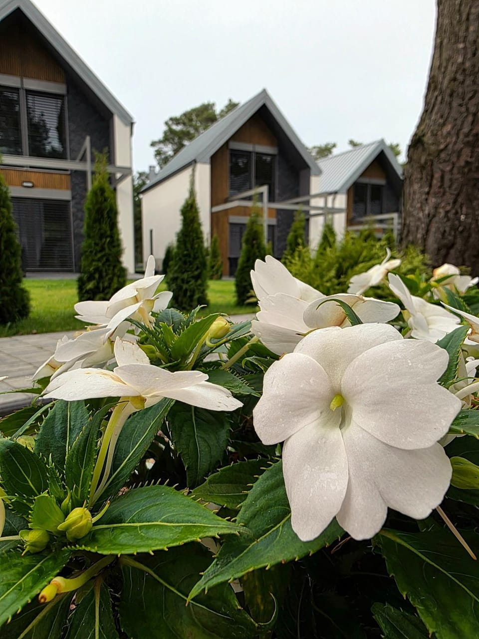 Property building, Day, Summer, pet friendly